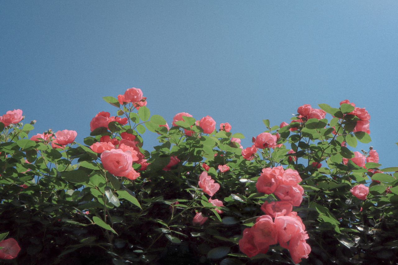 demo image